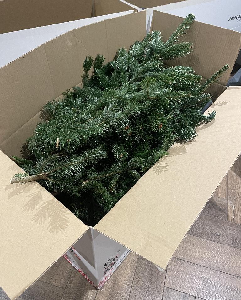 2024 - Nordmann fir florist foliage